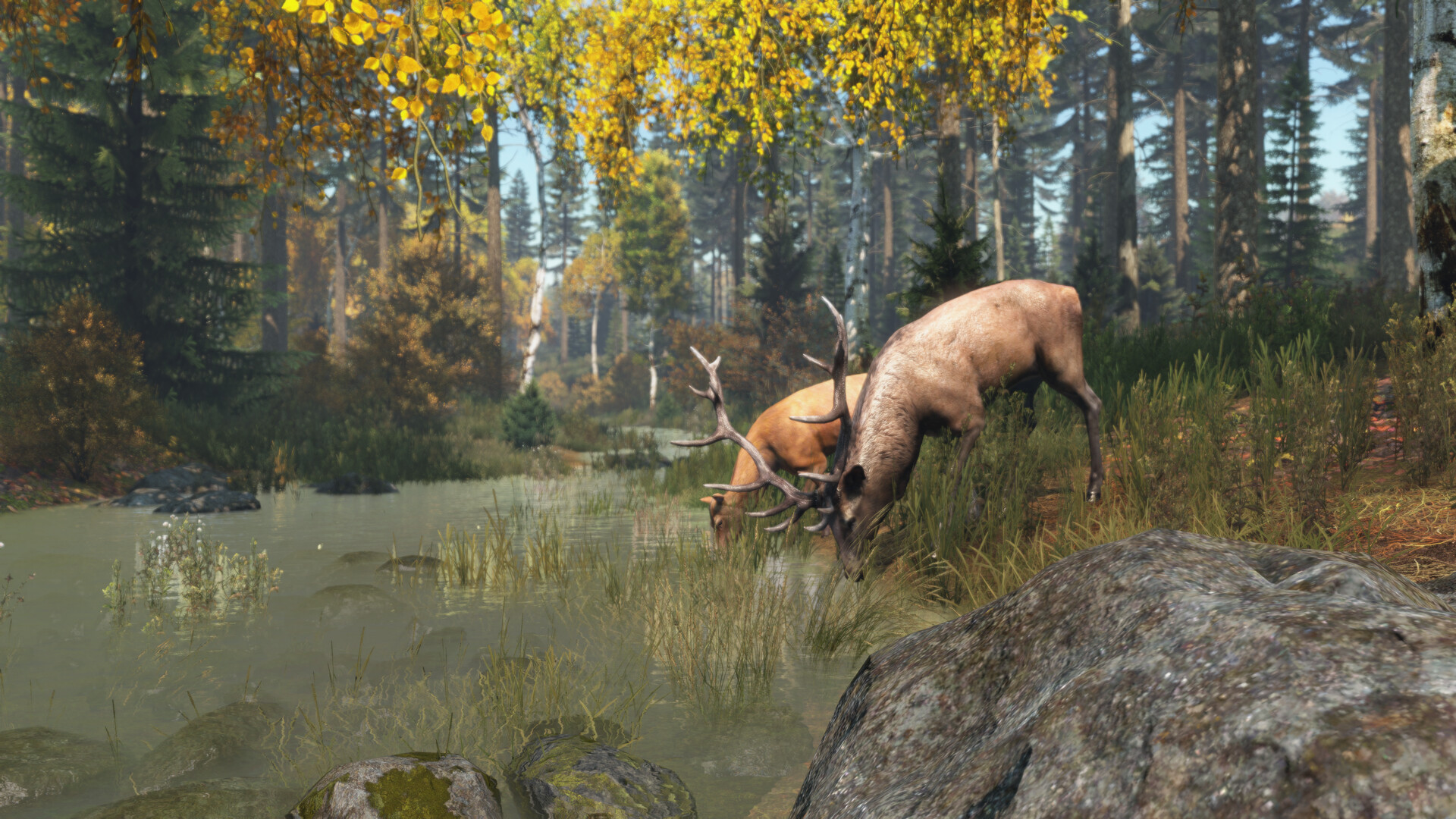 Лесная зона Chernarus с диким животным